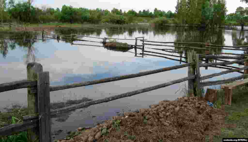 У гародзе Прыкотаў хоць рыбу вырошчвай