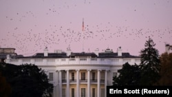  Птицы летают над Белым домом в сумерках, на следующий день после объявления победы на президентских выборах бывшего вице-президента Джо Байдена в Вашингтоне, США, 8 ноября 2020 года. 