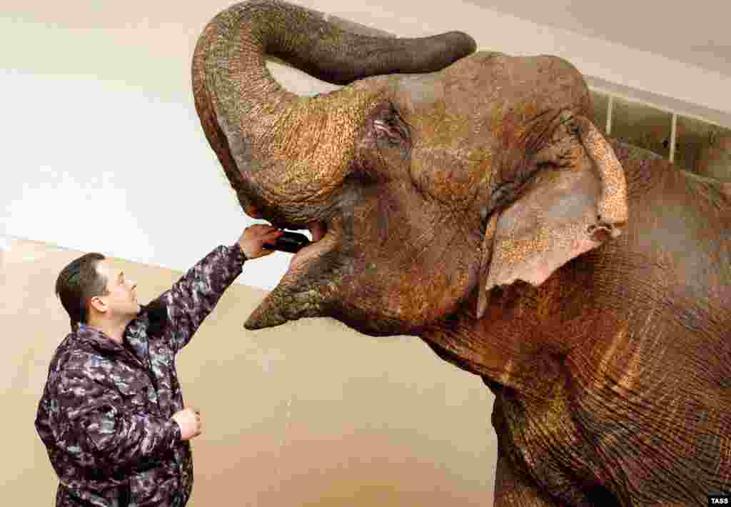 Tamer Mstislav Zapashny gives elephant cow Rani some wine as a preventative measure against cold