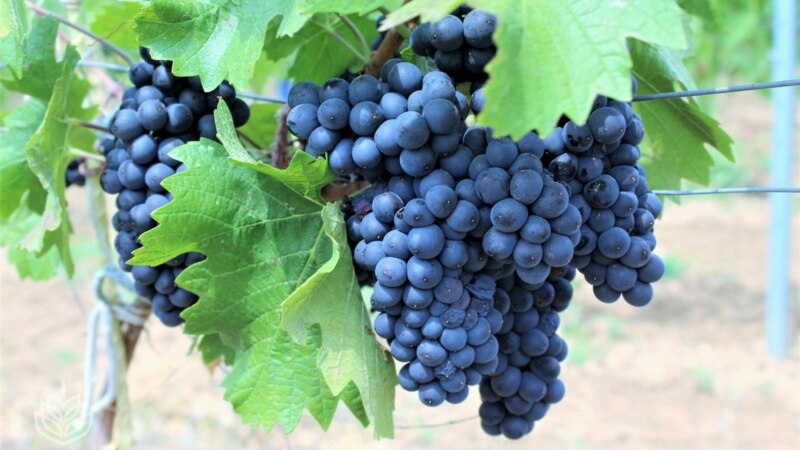 В Севастополе стартовал сезон сбора урожая винограда – власти
