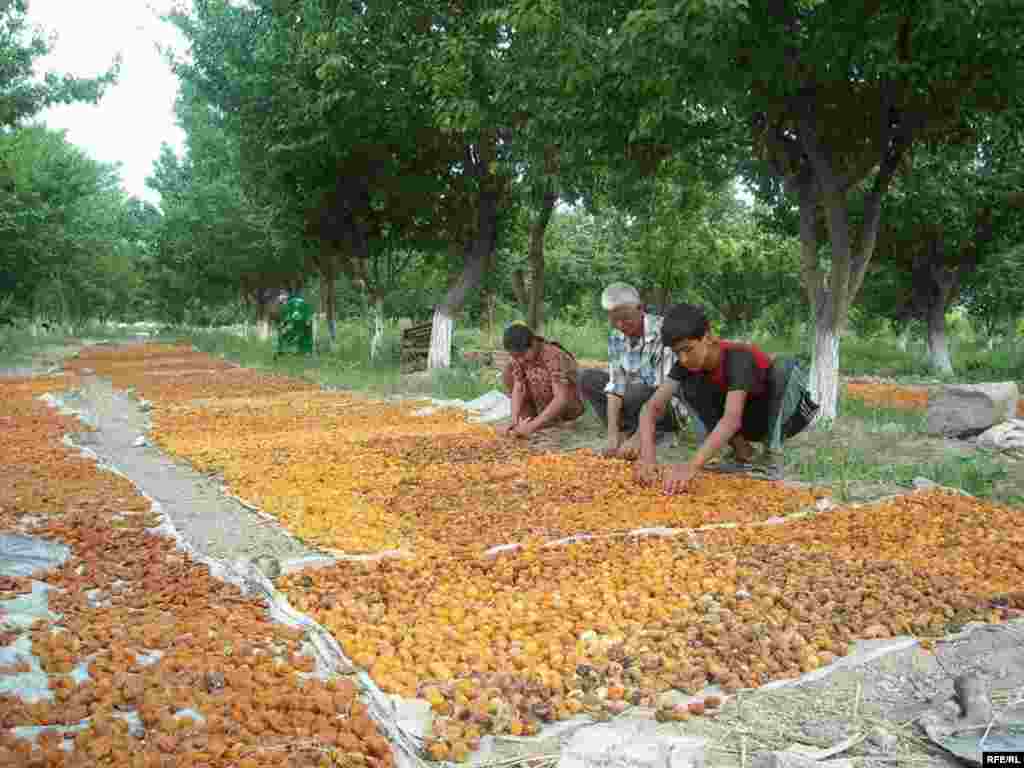 Тифливу домони модар... #31