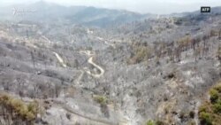 Qiproja pëson zjarrin më të keq pyjor prej dekadash