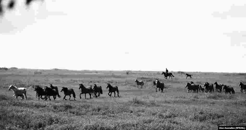На окраине села Кутугун. Сын пастуха Тойчу пригоняет лошадей на подой.