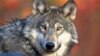 Бывшего единоросса оштрафовали за незаконную охоту на волков