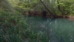 Вода в річці Чорній почала зеленіти ще в червні