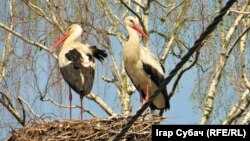 Буслы. Жлобiн. 2015. Аўтар: Ігар Субач