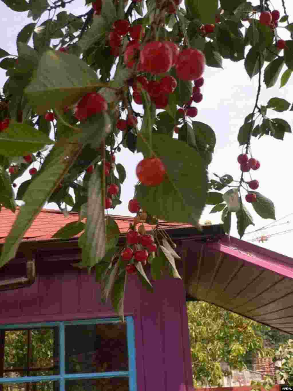 Барви літа (фото Зиновія Фриса) #27