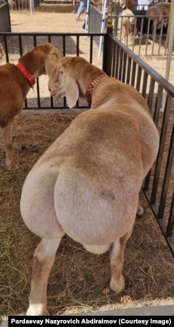 An Arashan sheep at a fair in Kyrgyzstan. The sheep are one of the world's fat-tailed variety, that store pouches of fatty tissue above the hind legs. The animals can draw from the fatty deposits when fodder is scarce.