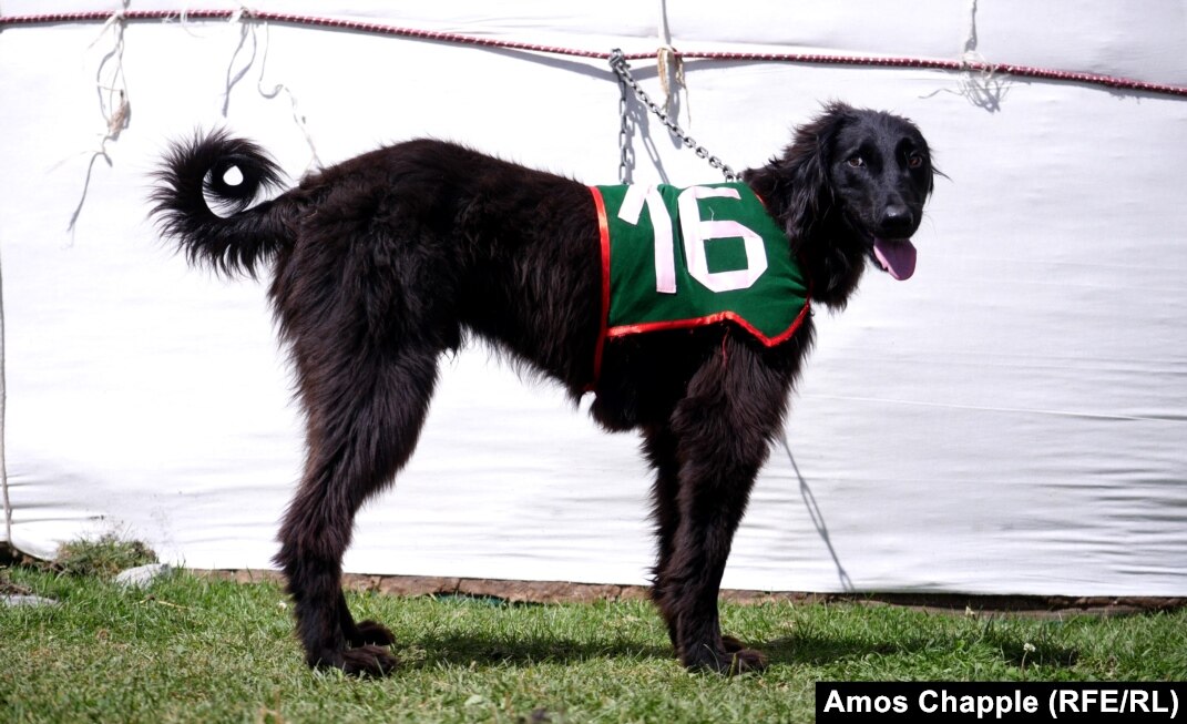 Green Bay Packers Pet Mesh Jersey