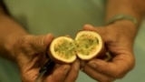 A passion fruit is shown by Irakli Shkoza, farmer, at his farm in Divjake, some 90 kilometres of Tirana on July 1, 2025.