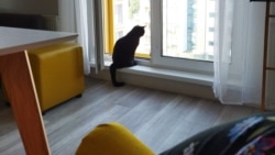 Беларуская котка Маля глядзіць у вакно сваёй новай польскай кватэры