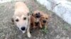 В Дагестане зоозащитники обратились полицию в связи с отстрелом собак