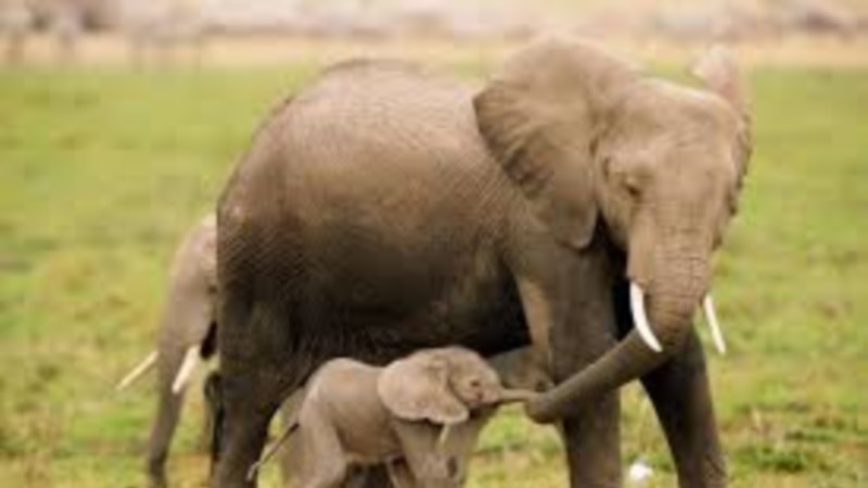 Па дарогах Кобрыншчыны хадзіў слон ВІДЭА