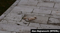 Otpali fragmenti sa oštećenog dijela munare