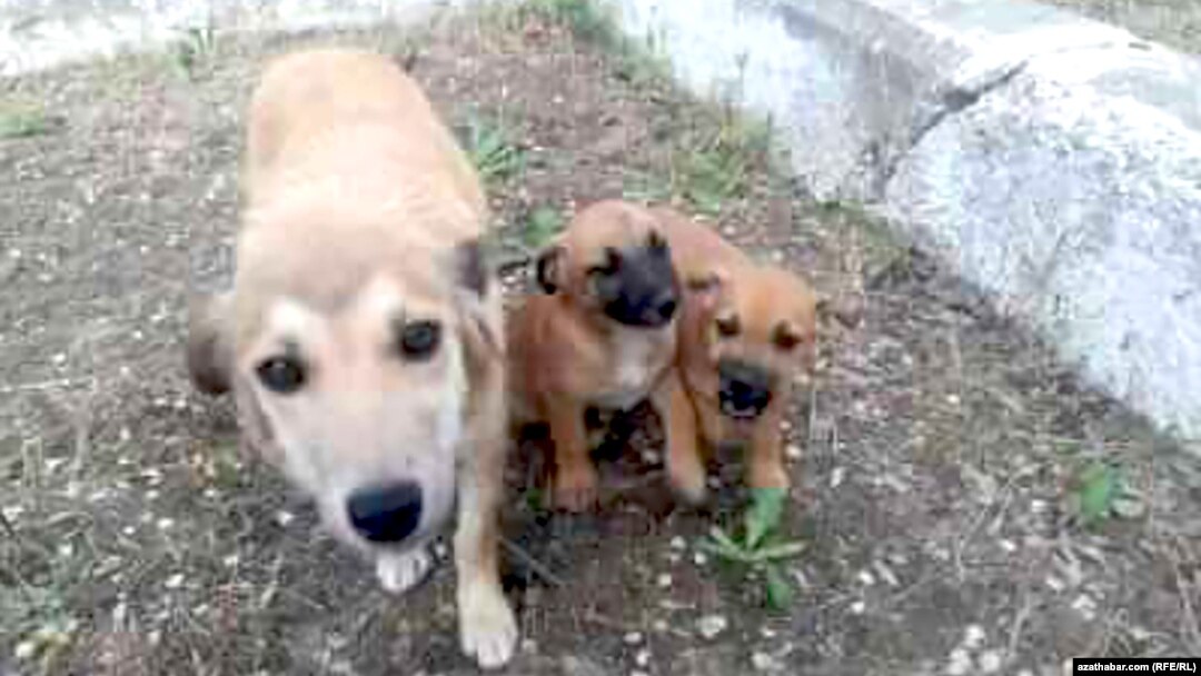 Island of Hope has saved many animals from being poisoned or clubbed to death by roving municipal animal-extermination squads.