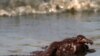 Gulf Spill 'Up To 40,000 Barrels' A Day