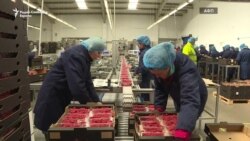 Брегзитот и берачите на јагоди од Бугарија