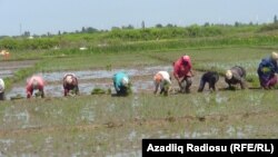 Astara rayonu, Artuba kəndi, çəltik əkini