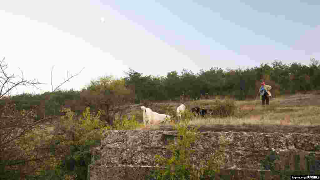 Старое кладбище стало местом для выпаса коз
