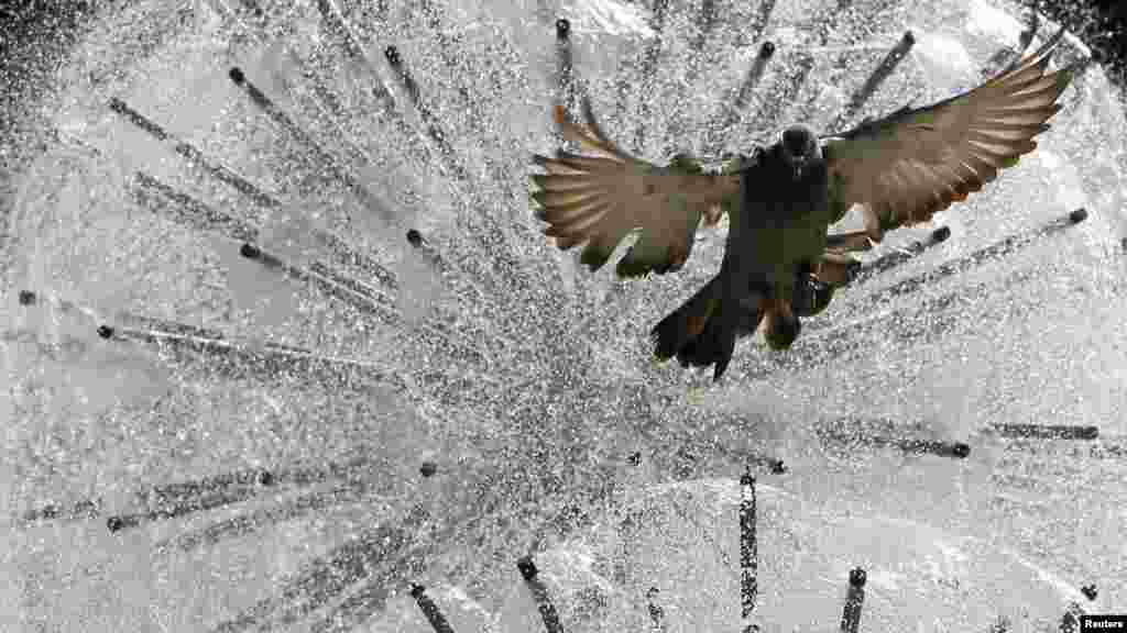 A pigeon flies in front of a fountain during a sunny day in central Donetsk, Ukraine. (Reuters/Gleb Garanich)