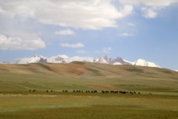 Livestock is a major livelihood source in Bamyan and other rural Afghan regions.