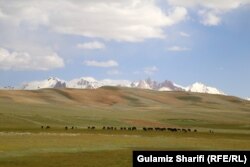 Livestock is a major livelihood source in Bamyan and other rural Afghan regions.