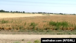 Пшеничное поле в Ахалской области Туркменистана (архивное фото) 