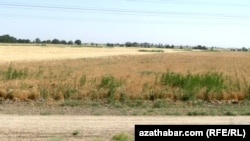 Пшеничное поле. Туркменистан 