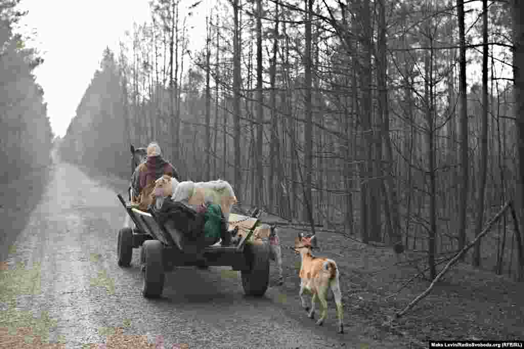 Жителі селища Магдин на Житомирщині переїжджають до іншого села разом зі своєю худобою, 18 квітня 2020 року. За день до цього їхні будинки згоріли внаслідок лісових пожеж. Пожежі вирували кілька тижнів та охопили частини зони відчуження біля Чорнобильської АЕС