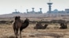 Camels graze in front of a spacecraft tracking station at the Baikonur Cosmodrome in Kazakhstan.