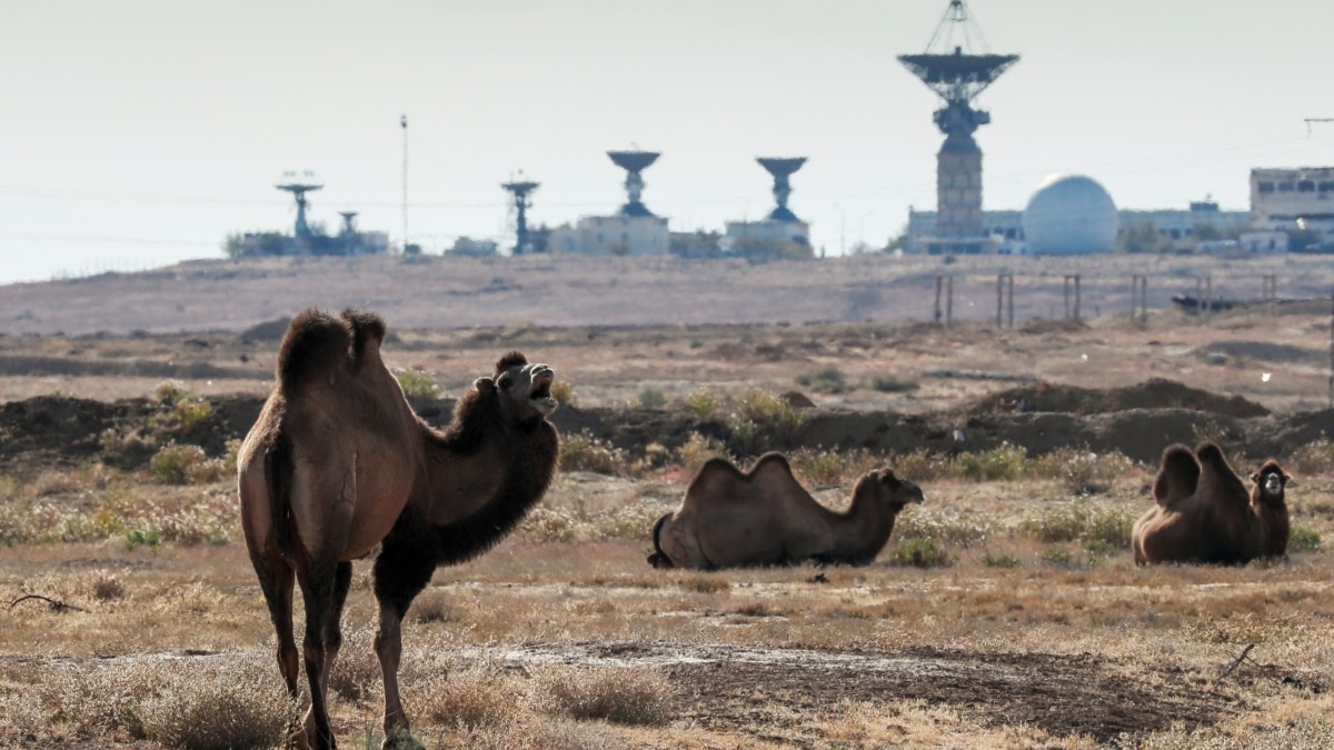 верблюды на байконуре. верблюды на байконуре. байконур верблюды. байконур верблюды. байконур сырдарья.