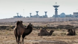 Верблюды на фоне инфраструктуры космодрома Байконур в Кызылординской области Казахстана.