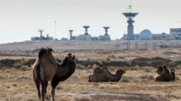 Верблюды на фоне станции слежения за космическими аппаратами на Байконуре