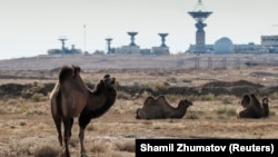 Cămile păscând în fața centrul de control al navelor spațiale, cosmodromul Baikonur, Kazahstan.