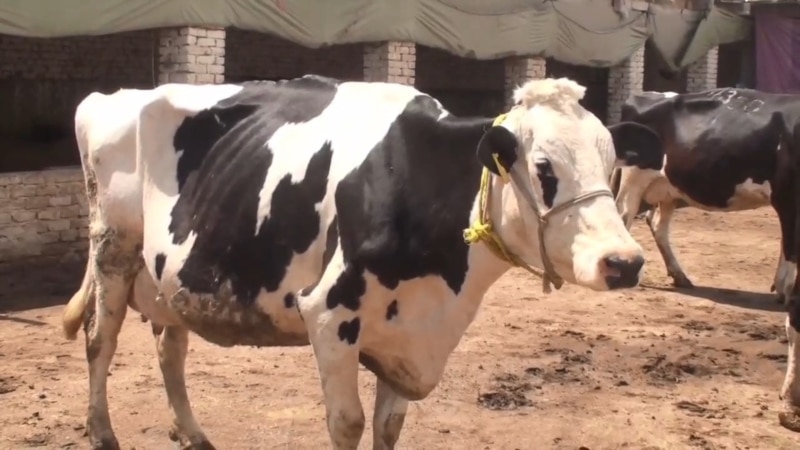 В Китае недалеко от границы с РФ зафиксирована вспышка ящура