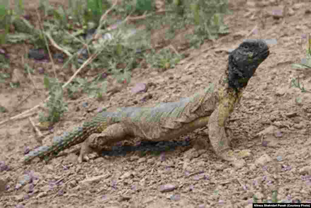  نام علمی: Uromastyx aegyptia، نام فارسی: سوسمار خار دم مصری، نام انگليسی: Egyptian Spiny -tailed Lizard،&nbsp;طول پوزه تا مخرج: ۳۵ و طول دم &nbsp;۲۵ سانتيمتر، پراکندگی در ايران: فارس، بوشهر، خليج فارس 