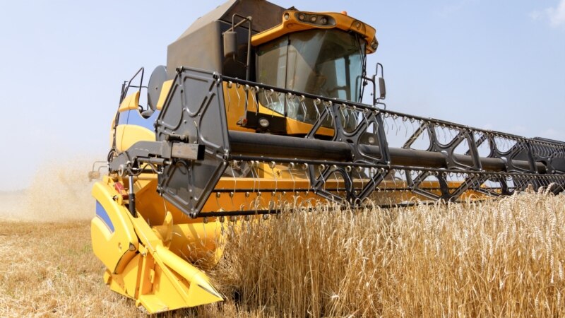 Крымские власти рассказали, сколько собрали зерна после засухи
