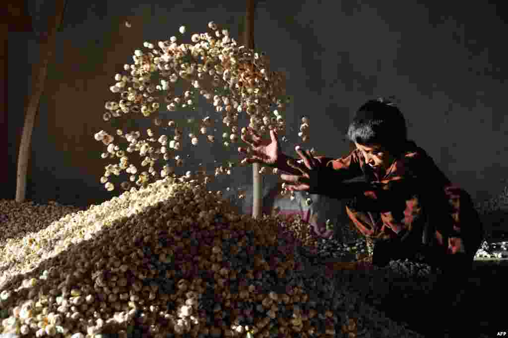 A young worker sorts popcorn at a factory on the outskirts of Jalalabad. (AFP/Noorullah Shirzada)