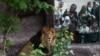 شیر ایرانی به سرقت می‌رود