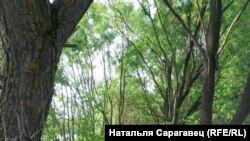 Фота дня: Натальля Сарагавец - вёска Дубнікі, Любанскі р-н, Менская вобласьць, 2014г.