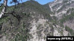 Крымский лес