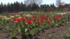 Гіацинти, тюльпани, нарциси – Харківський ботанічний сад працює попри російські обстріли (відео)