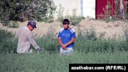 Lebapda resmiler ilatyň melleklerini barlaýar.