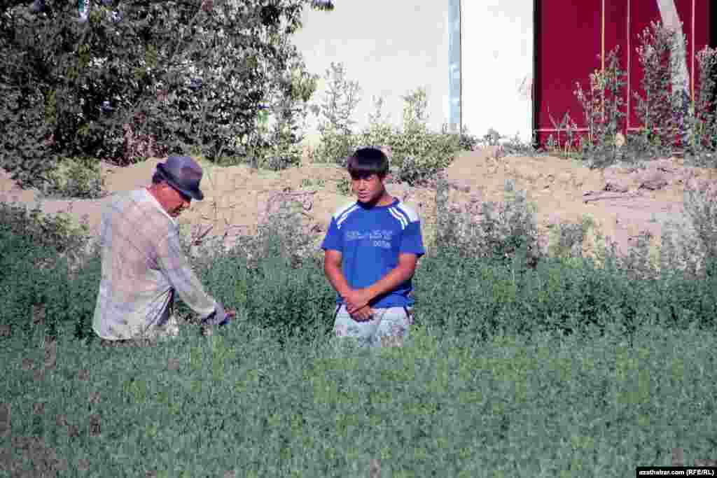 Kärendeçiler mellek ýerlerine aýlanýarlar 