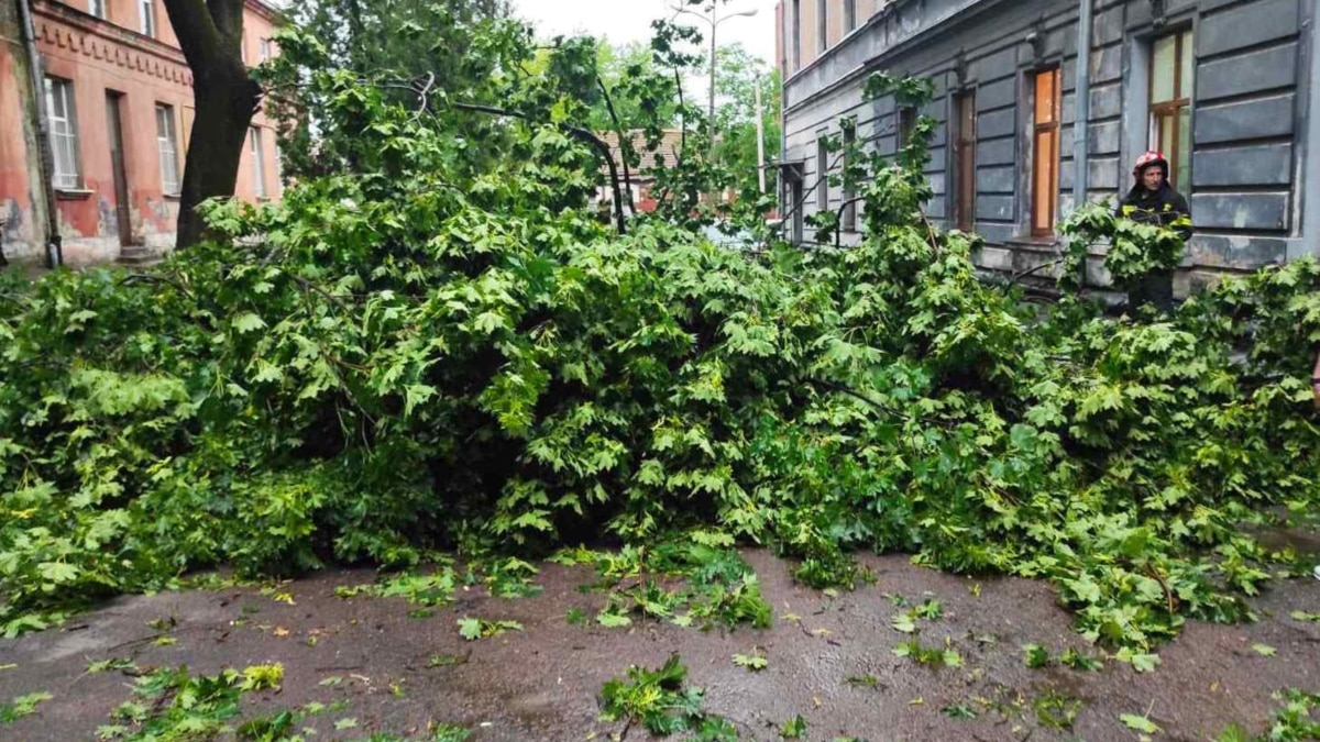У Львові через падіння дерева в негоду травмована людина – ДСНС