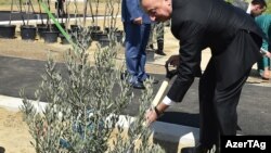 Ağacəkmə kampaniyası. 10 may 2017