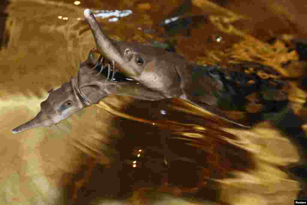 Sterlet, a breed of sturgeon, swim in a tank at the Beloyarsky state fish hatchery in the village of Izykhskiye Kopi in Russia's Khakassia region. (Reuters/Ilya Naymushin)