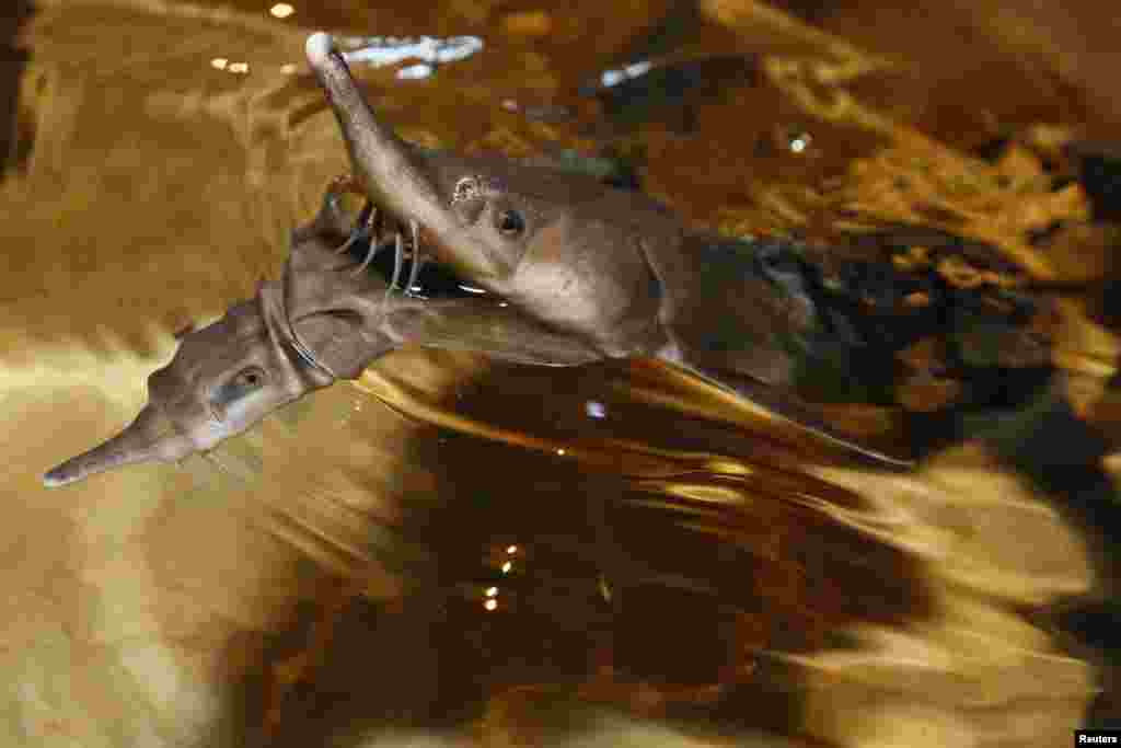 Sterlet, a breed of sturgeon, swim in a tank at the Beloyarsky state fish hatchery in the village of Izykhskiye Kopi in Russia&#39;s Khakassia region. (Reuters/Ilya Naymushin)