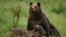 Urs rezervația de urși ”Libearty” din Zărnești, județul Brașov