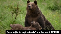 Bear from the Liberty Reservation in Zarnesti, Romania